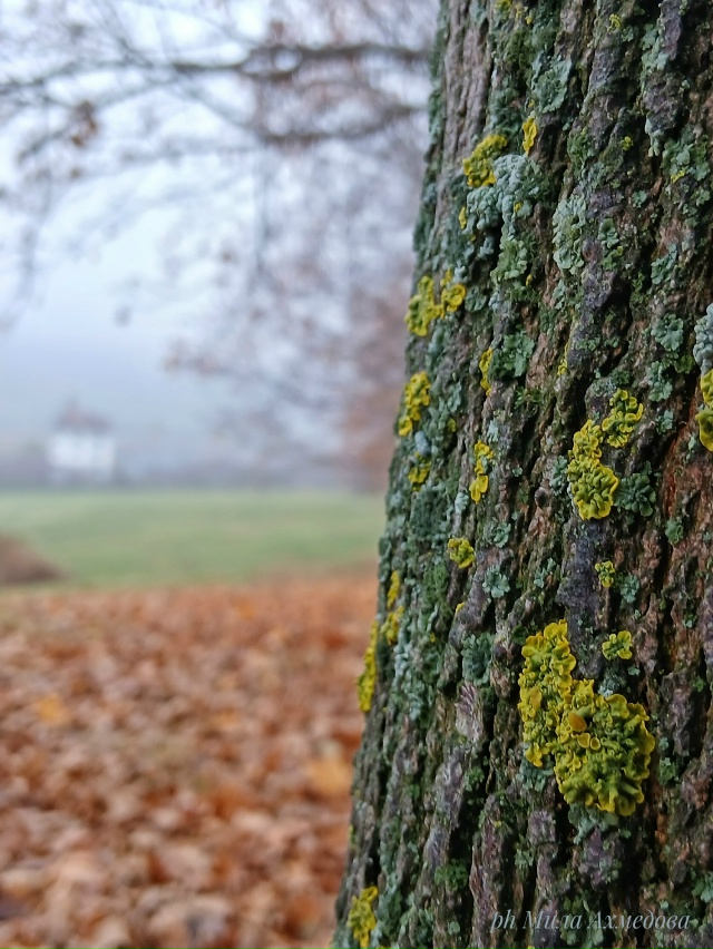Осен, туманы в городе.
Последние краски осени.🎨
Тихо и...