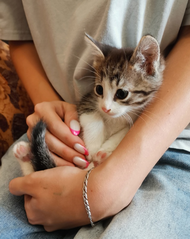 Родники. Ивановская обл. Срочно!!! Ищем дом котятам 1.5 - 2 ...