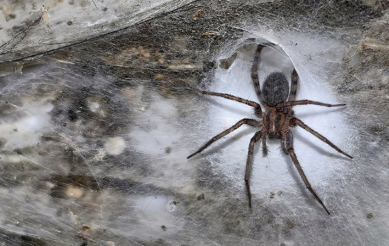 На границе Албании и Греции обнаружили самую большую в мире паутину, в которой обитает свыше 111 000
