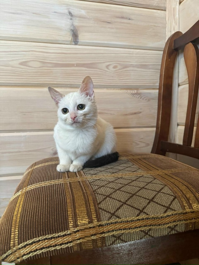 Отдаем в добрые руки
Девочки
4 месяца
89170448676 (ватсап)