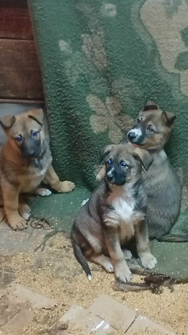 В добрые руки. Мать лайка, отец волкособ. 89041630166.