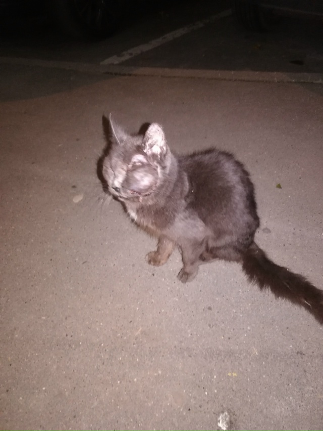 ❗SOS❗Москва❗
около дома по улице Грина(дом подскажут ?...