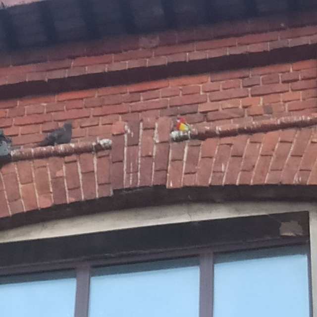 Попугай всё ещё бомж. Замечен на фасаде первой гимнази?...