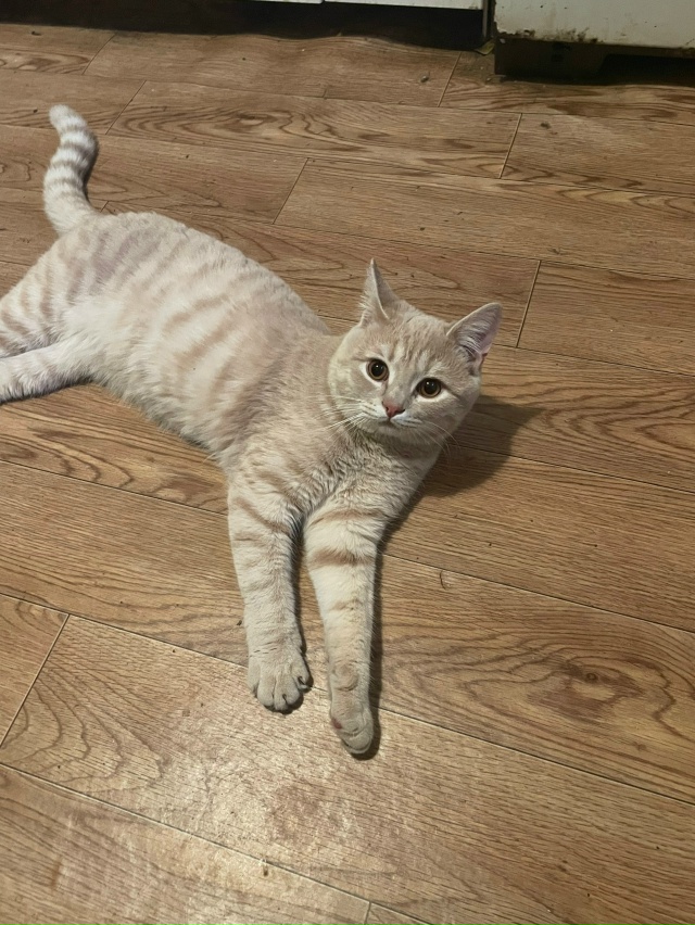 Пропал кот
Откликается по кличке Маркиз, если кто виде...