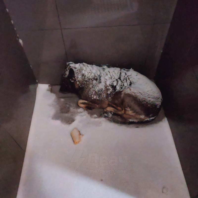 Россияне массово отменяют «Додо Пиццу» из-за скандала в Челябинске — там уволили курьера за то, что