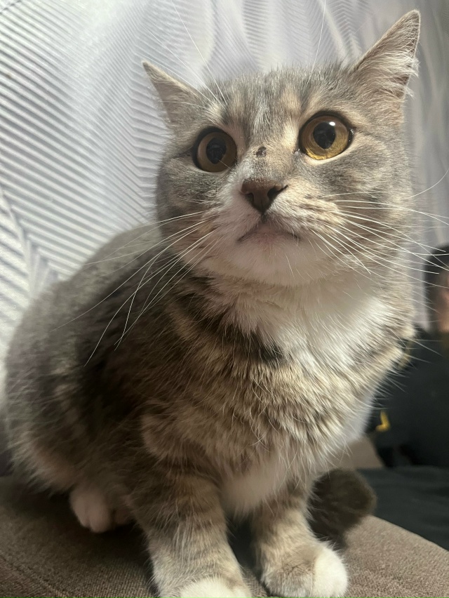 ✨️ИЩЕМ НОВЫЙ ДОМ 🏠 ✨️
26 октября была найдена кошка, ...