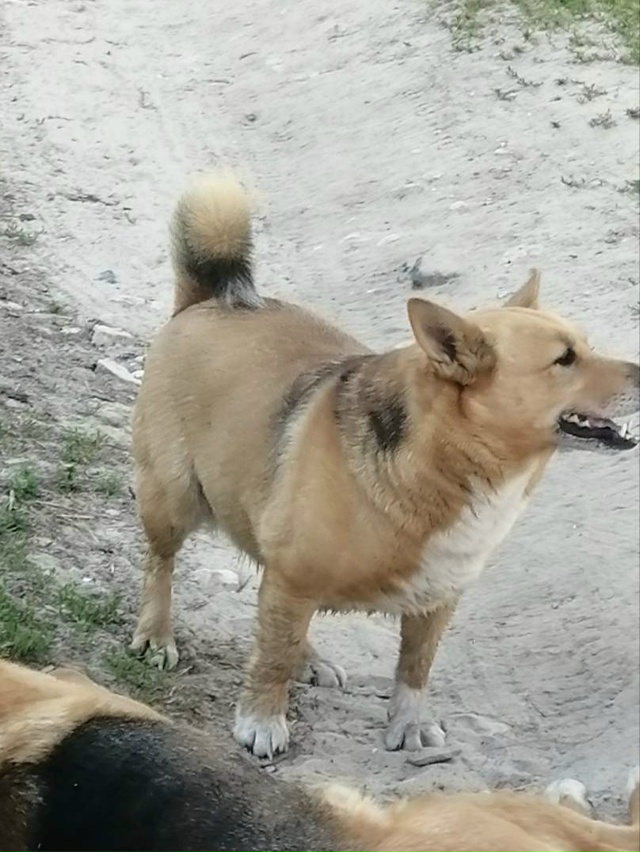 14 сентября 2025 года пропала собака. Могла убежать в Руст...