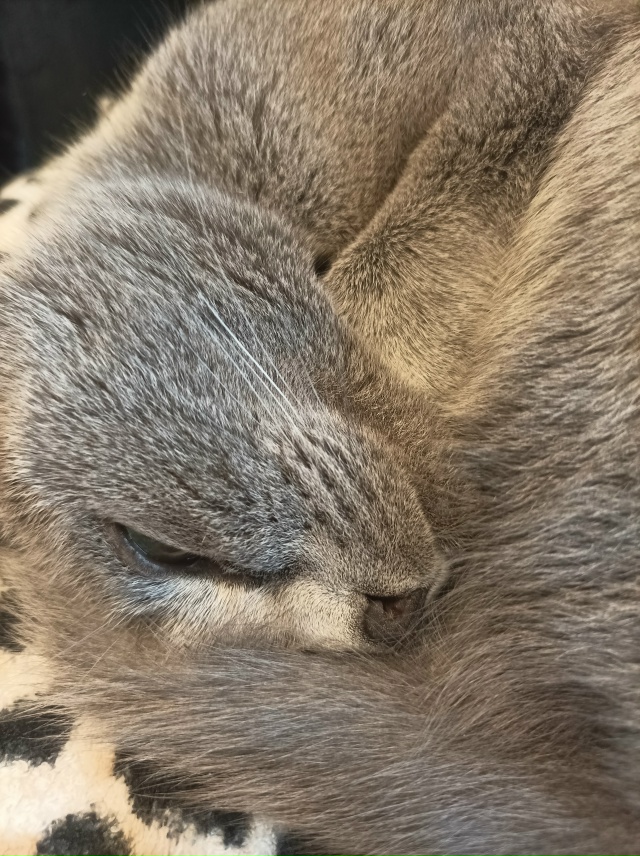 Кошка Фукусима, по паспорту Симона, была переименована...