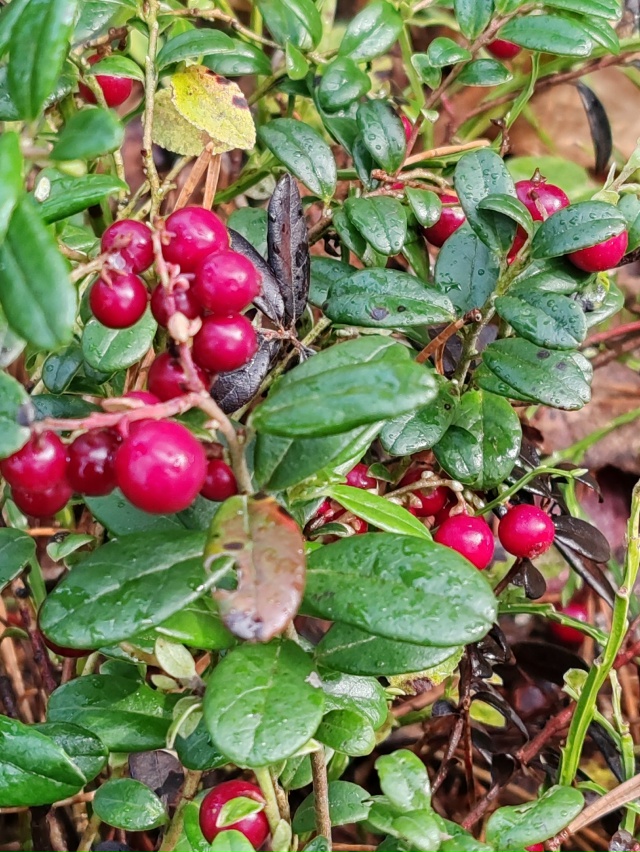 Тихая охота ❤️
16.10.2025г.
г. Рыбинск