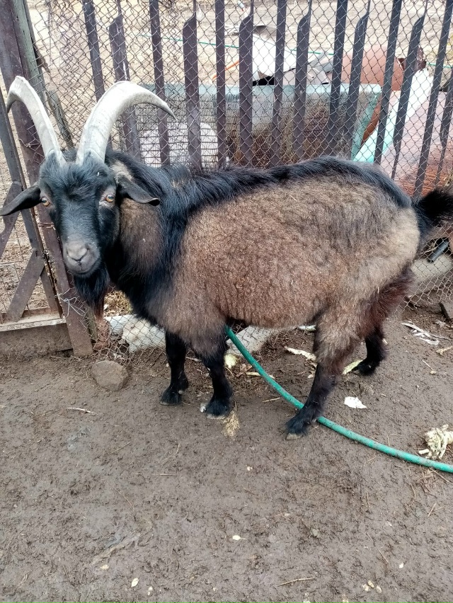 Продам 89018926870