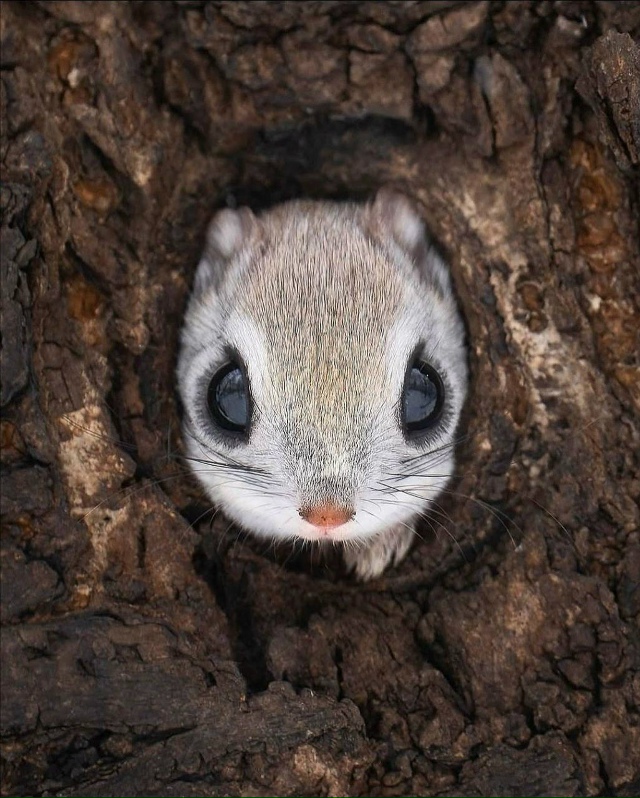 Редкому удаётся увидеть это скрытное животное в дикой ...