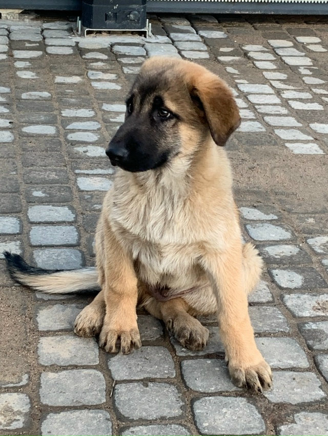 Щенок ищет хозяина. Пришел к участку, микрорайон Порог?...