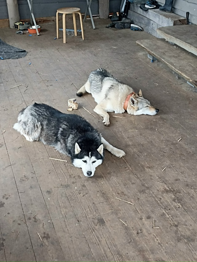 Нужна оказия из Санкт-Петербурга в начале недели, прив?...