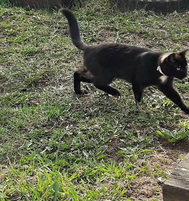 Пропал кот в районе пересечения улиц Коммунистическая...