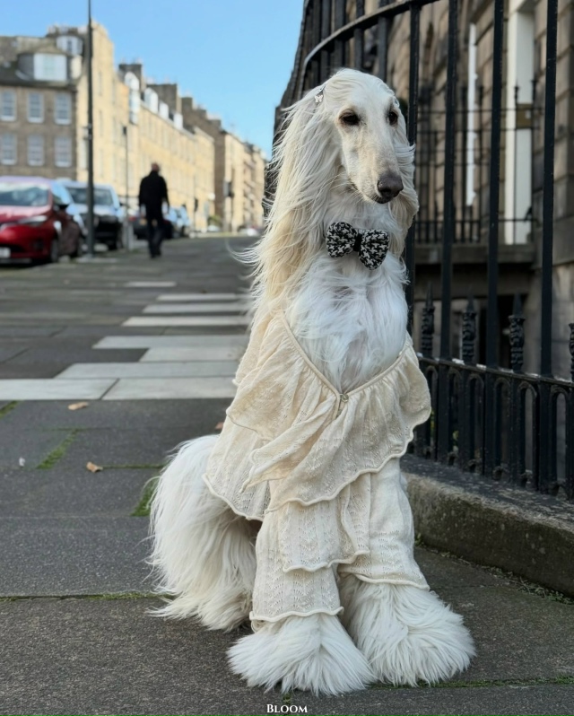 Что вы вообще знаете о стиле? Что?
Это собака Саманта —...