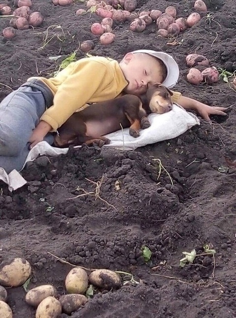 Тяжело в деревне, летнюю порой.. То зарой картошку, то о?...