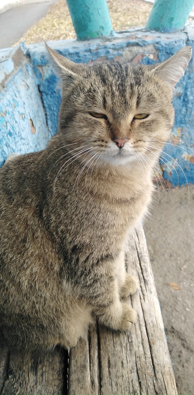 Чья потеряшка? Сидит на остановке, около магазина Побе?...