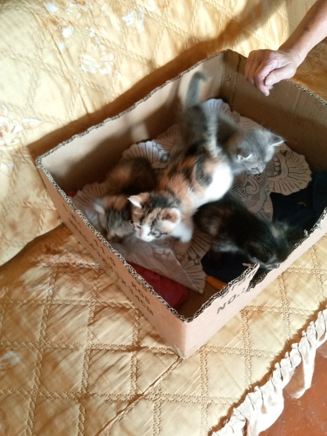 Отдам в добрые руки котят от мамы мышеловки,уже кушают ...