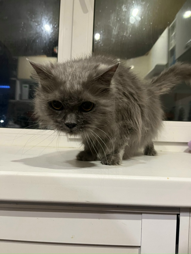 Всем доброе утро.
Вчера вечером нашли кошечку в подъез...