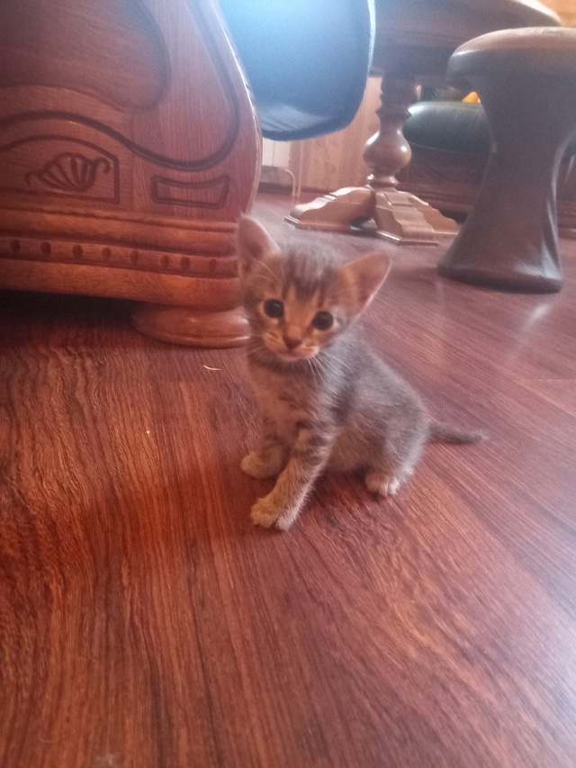Отдам котят в добрые руки , котят месяц.