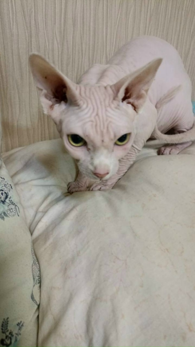 Найдена кошка породы сфинкс в « сказке». Кто потерял? Я?...