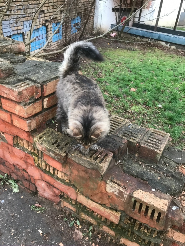 Чей кот? Микрорайон 17