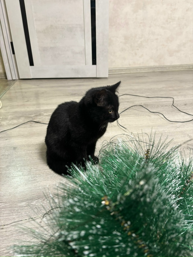 Чья кошечка? Бегала возле Пятерочки на молодежке