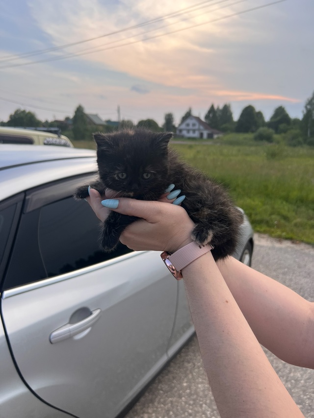 Нашли на дороге маленького котенка.
отзовитесь , если ...