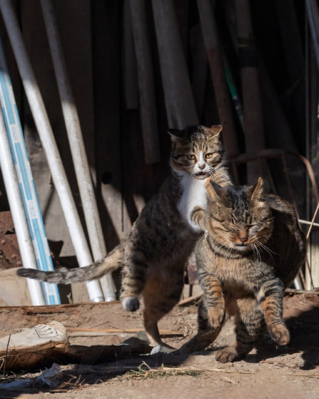 Фотограф из Японии Масаюки Оки уже давно снимает уличных котов в Токио, чтобы показать самые весёлые