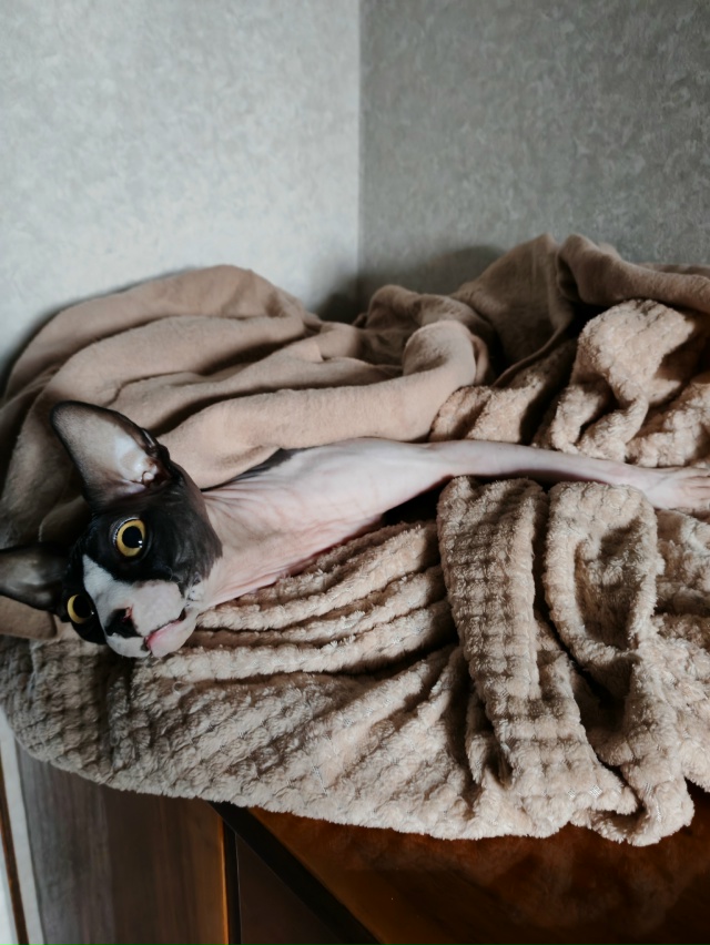 Гермес и его приключения в квартире.