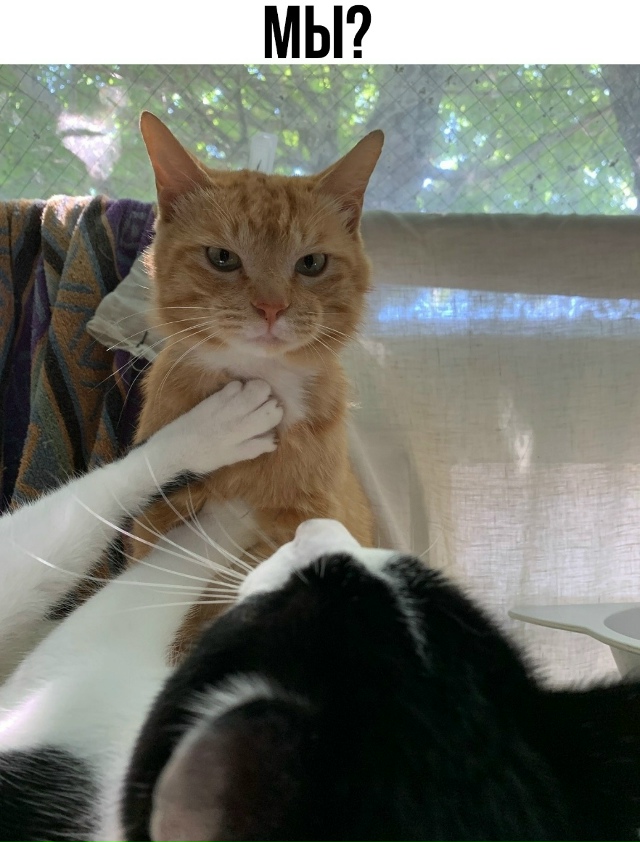 Идеальная же пара