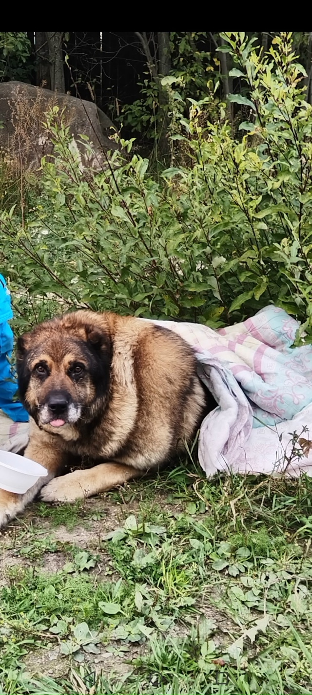 СРОЧНО!!! Для Султана требуется сильное обезболивающее...