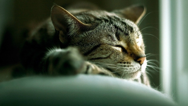 Настала ночь, уснула киска, закрыв зелёные глаза и снит...