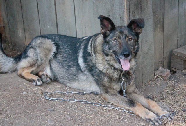 Ищем хороших хозяев для Рокки
Кобель.
Метис овчарки.
В?...
