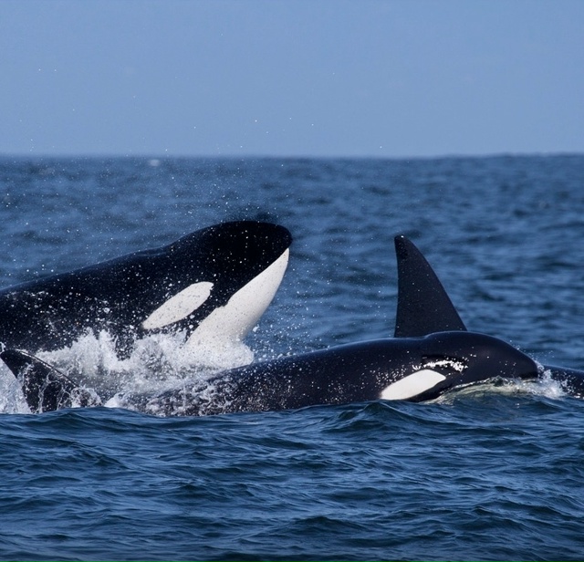 Уникальный маяк в России.
Маяк Анива находится на остр?...