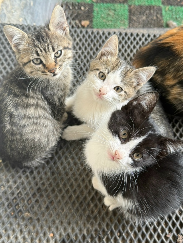 Отдаём в добрые руки милых послушных котят?
2 девочки ...