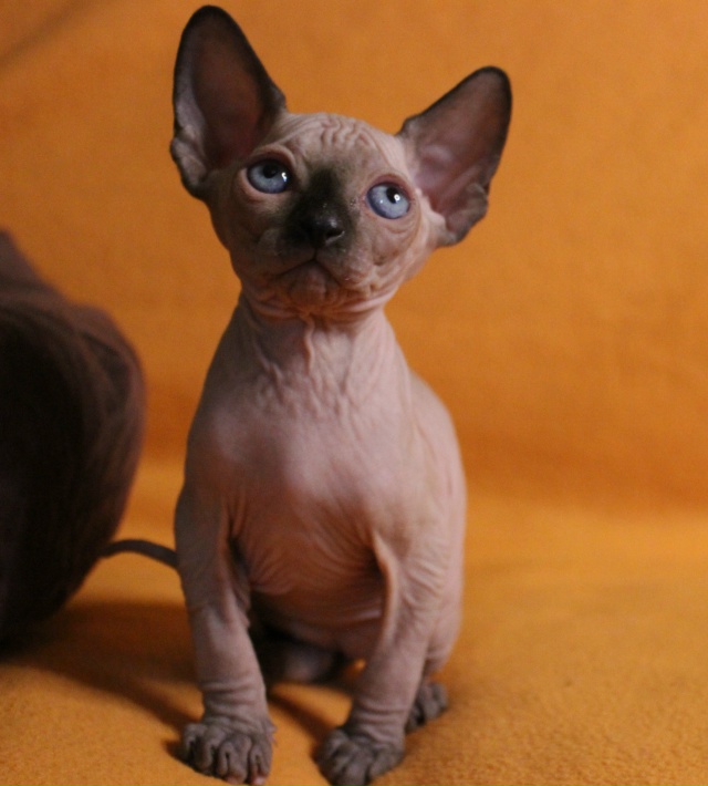 У вас появилась мечта вашей жизни! Скоро приедет мален?...