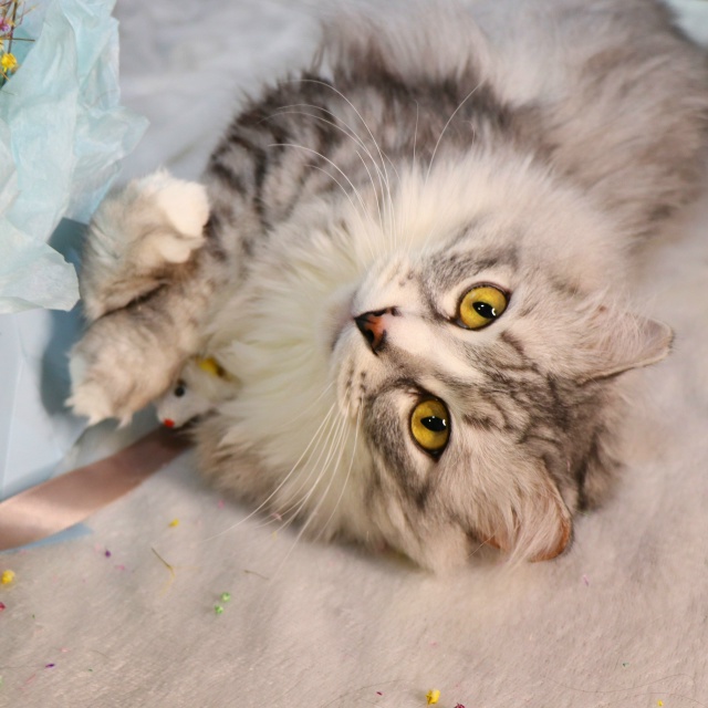 Витас⭐️шикарный крупный кот с наикрасивейшей шевелю?...