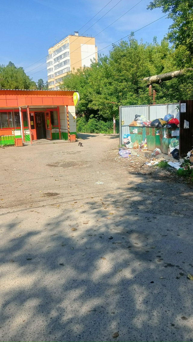 Это вообще нормально? В магазине полно мух от помойки. ?...