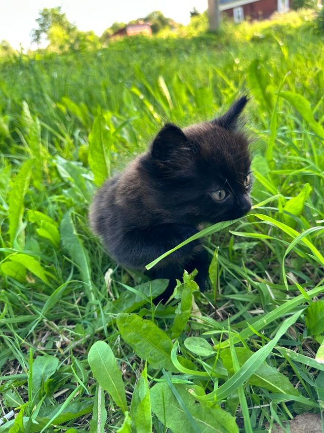Котята очень ищут свой дом, чужая кошка принесла котят,...