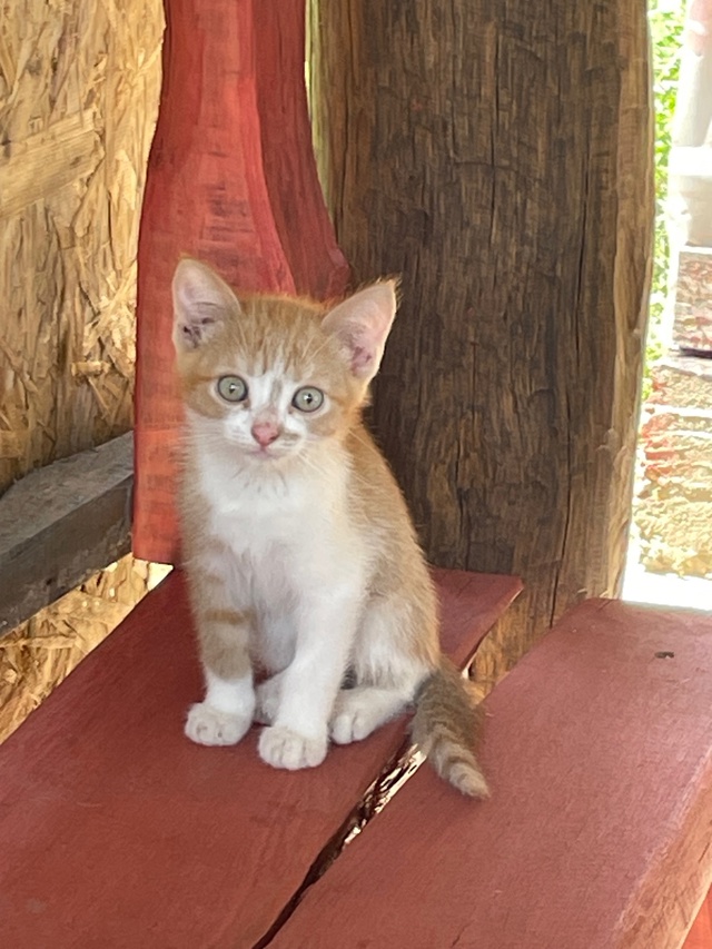 Котенок мальчик
Отдам в хорошие руки
За комментариям?...