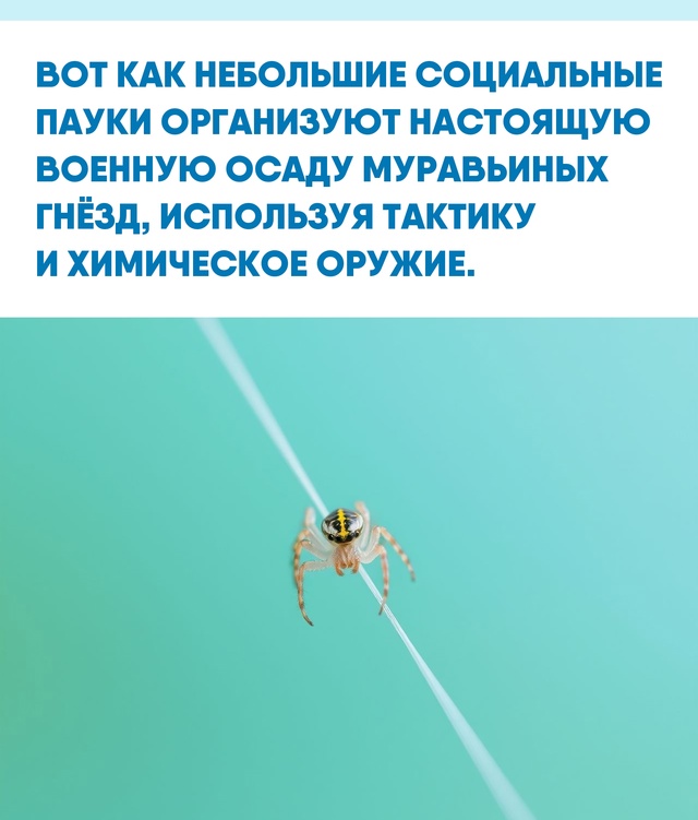 Коллективный разум и сложные социальные структуры сущ...