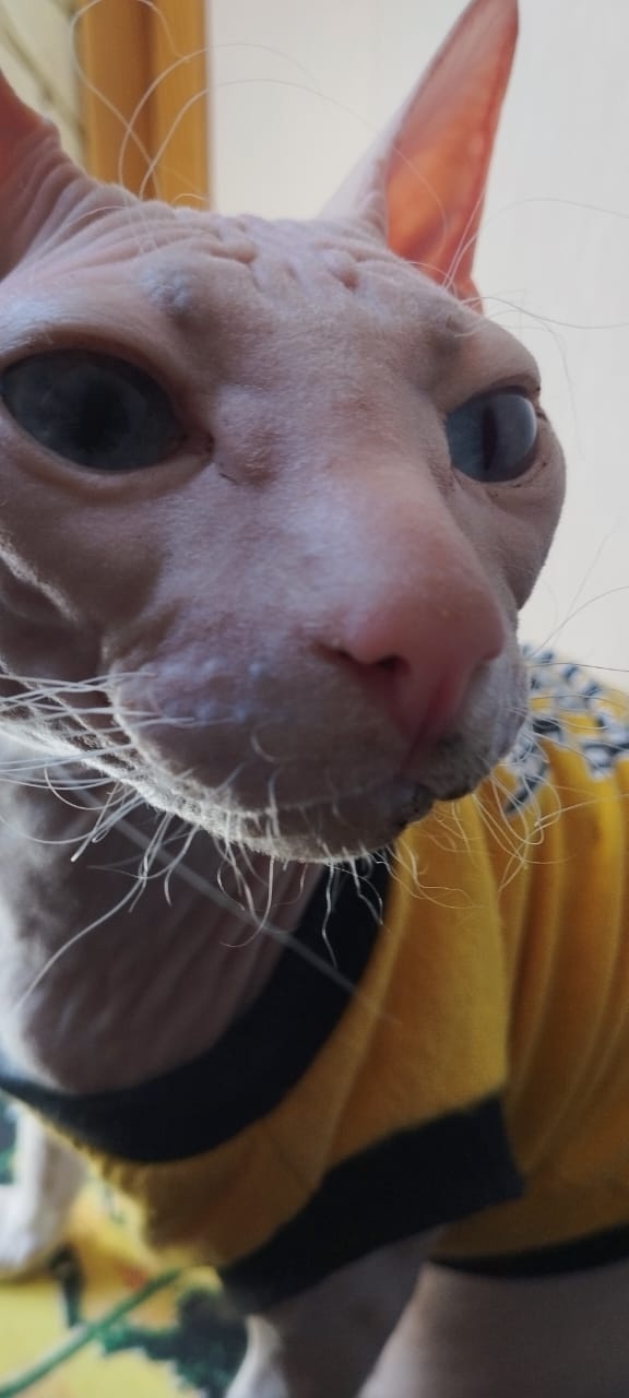 А это у нас Феникс, а так же Фенюша, Фенечка, Фенюшечка, ?...