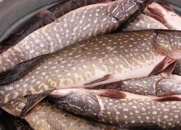 🐟🐠🐟🐠🐟🐠
Принимаются заказы на СВЕЖУЮ И КОПЧЁННУЮ...