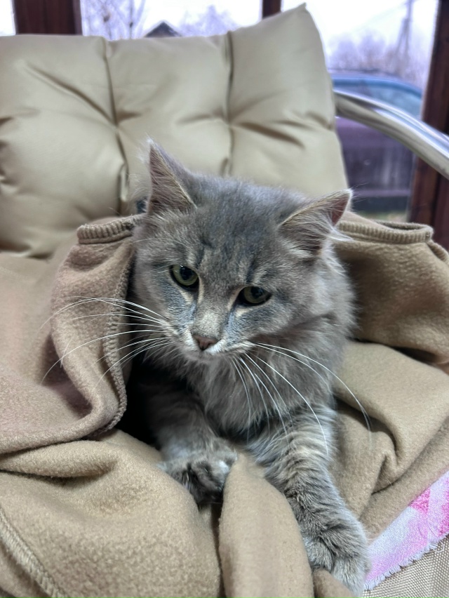 Пришла кошечка-малышка к нам на дачу🐈 Очень нежная и л...