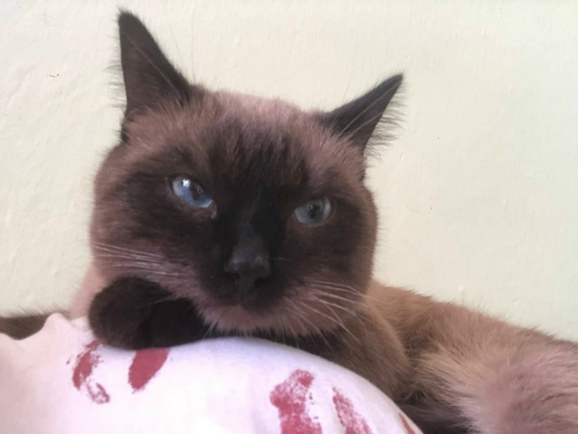 Пропал кот на Ленина 47 ,отвлекается на имя Вася ,если кт...