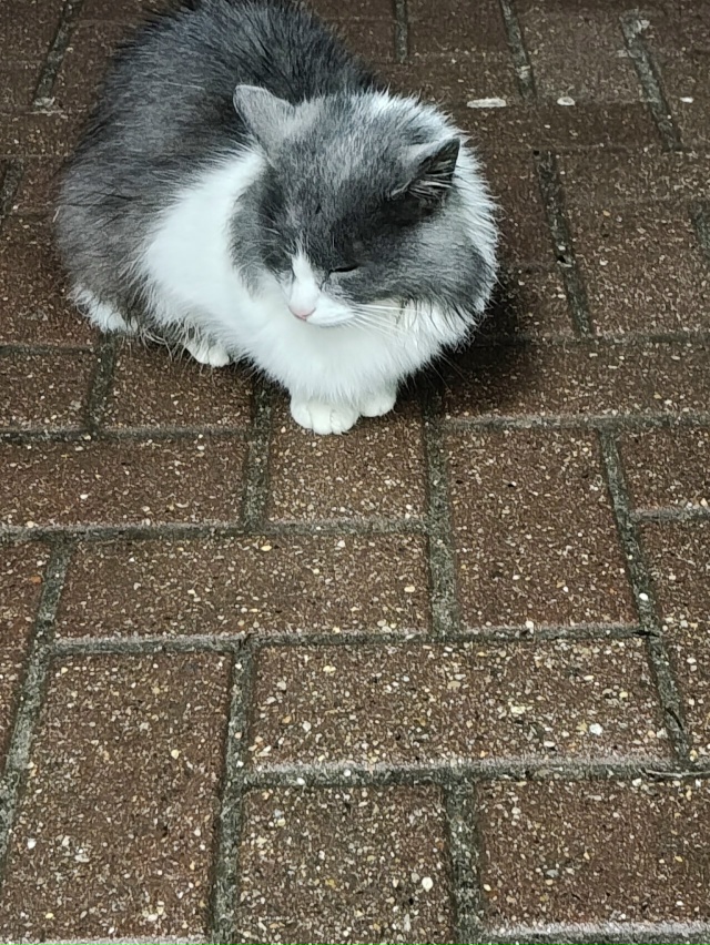 Кто потерял котейку. Бегает возле Фикс Прайса. Дорогоб?...