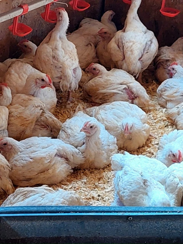 ❗❗❗ПРОДАЮТСЯ❗❗❗
Цыплята 🐥 Бройлерные 55-ти дневны?...
