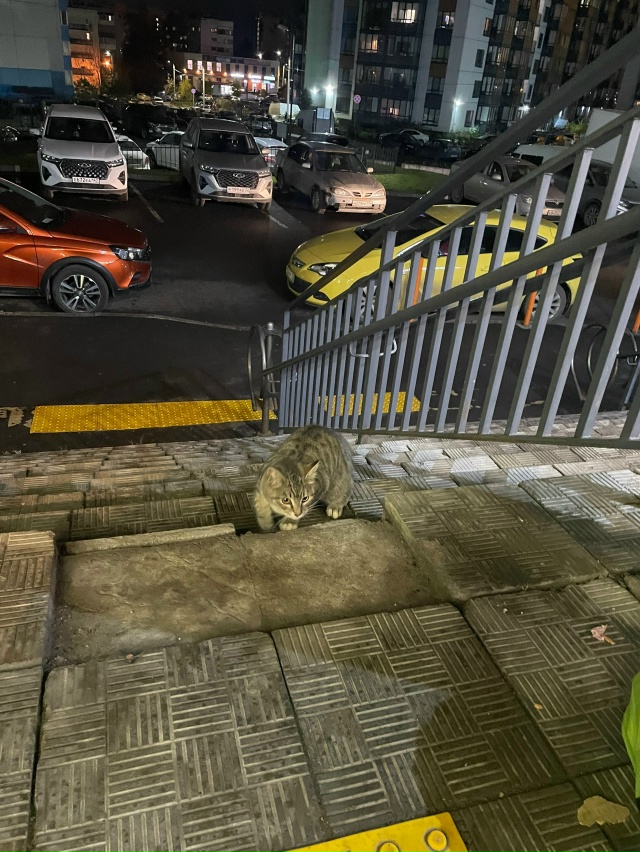 Котенок, бегает у магазина Верный. Не худой, чистый, но ?...