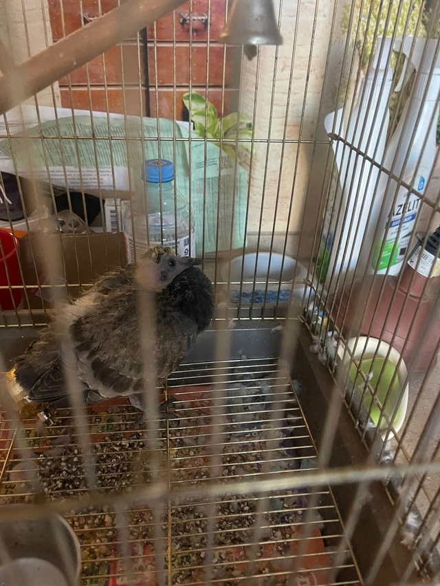 Анонимно, отпишусь сама.
В вентиляционный люк провалил...